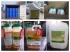 Solid Plant growth regulator Trinexapac-ethyl 25% WP
